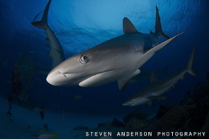Reef Sharks are always very curious and keep an eye on ev... by Steven Anderson 